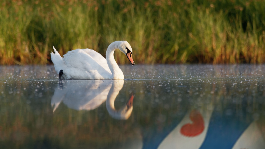 Magna Frisia afb 1kopie